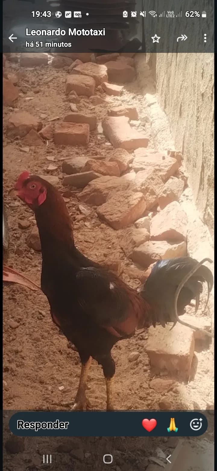 1 galo 🐓 de raça
